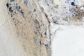 Best Emergency Mold Remediation  in Ata, OK